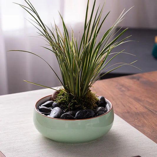 Hydroponic Lotus Bowl